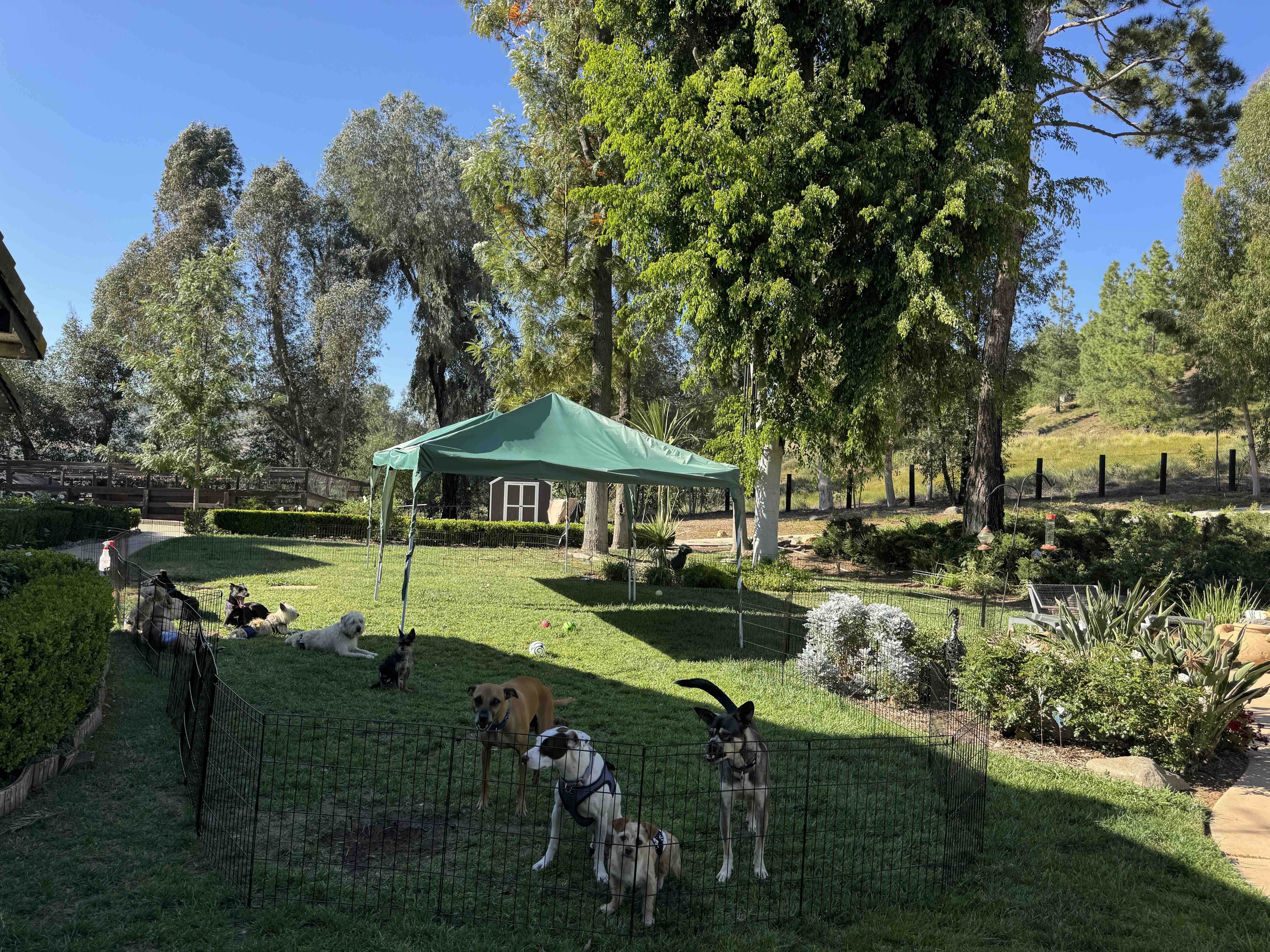 The Dog Ranch The Ranch | Unstoppable Ranch